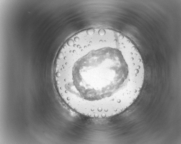 X0000069410856200605262207