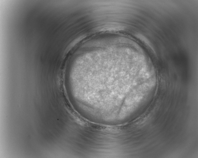 X0000069410874200605262206