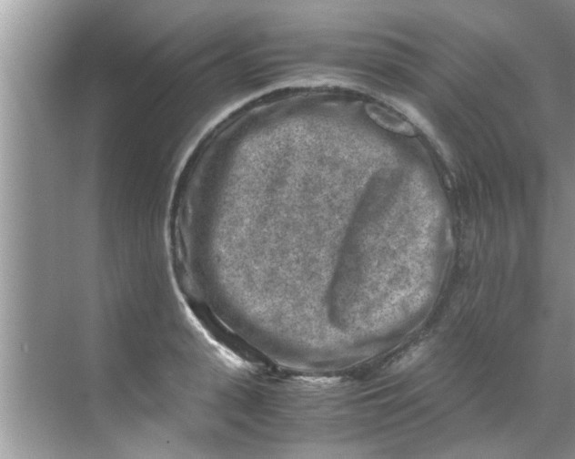 X0000069410943200605262205