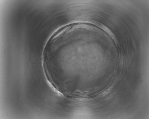 X0000069410958200605262205