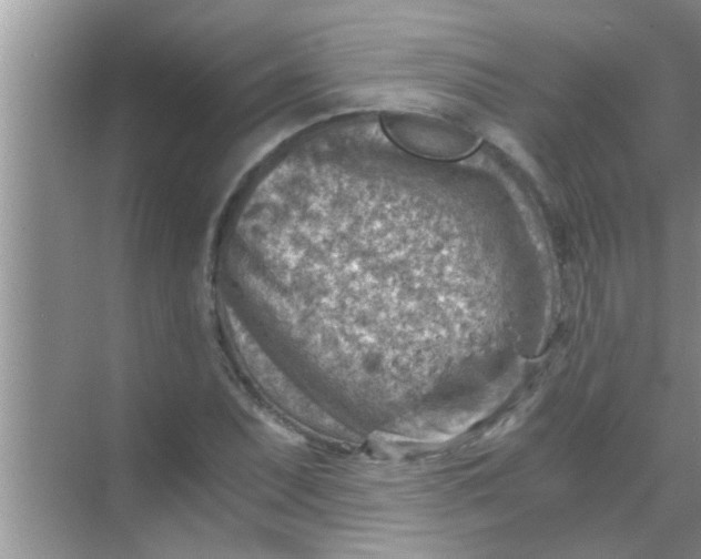 X0000069411071200605262203