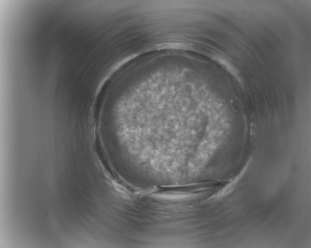 X0000069411117200605262202