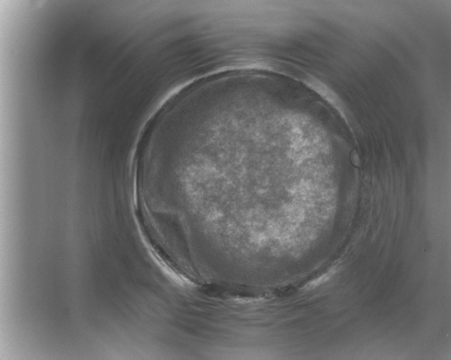 X0000069411127200605262202