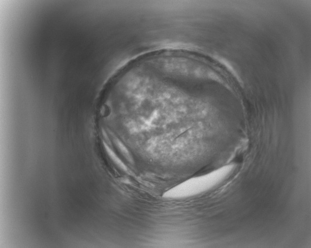 X0000069411263200605262200