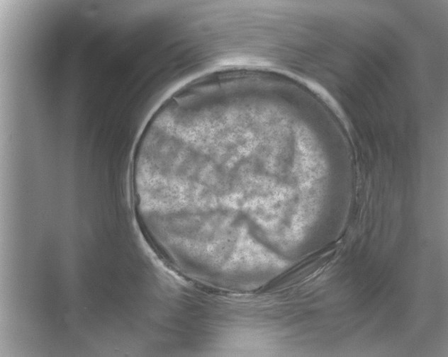 X0000069411295200605262159