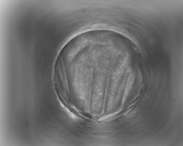 X0000069411527200605262156