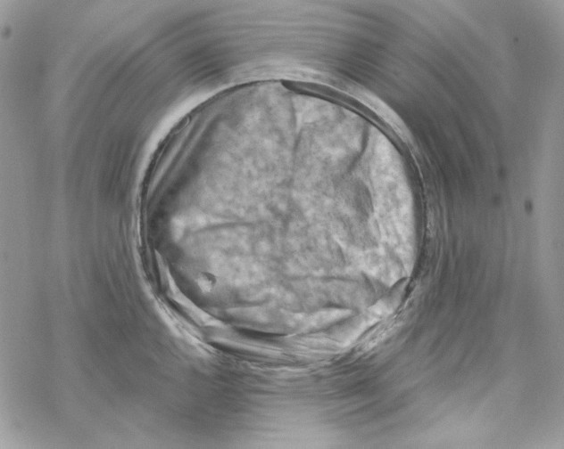 X0000069411144200606021715