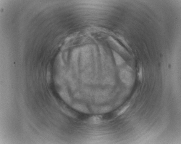 X0000069410080200606091817