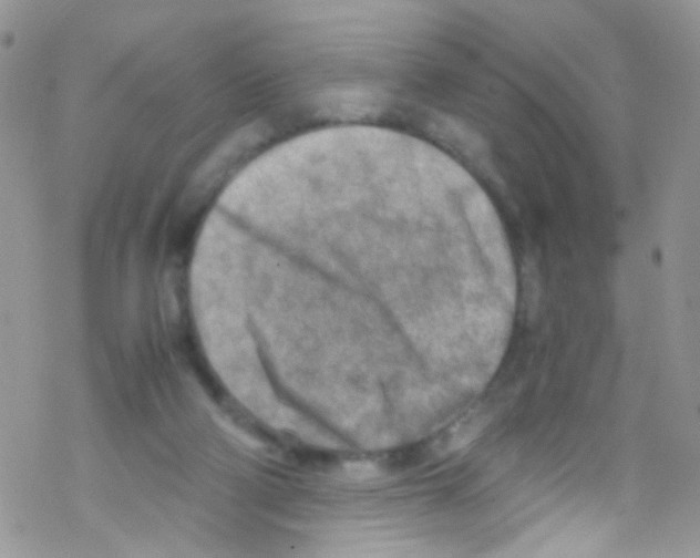 X0000069410114200606091816