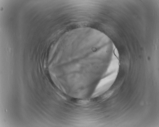 X0000069410139200606091816