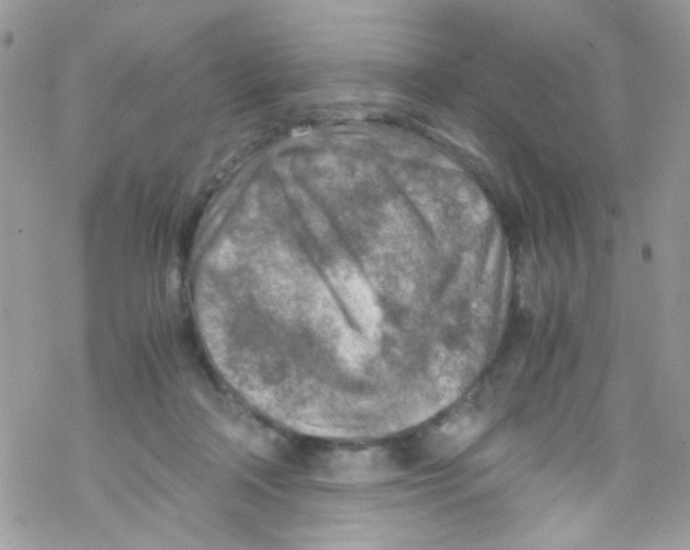 X0000069410314200606091813
