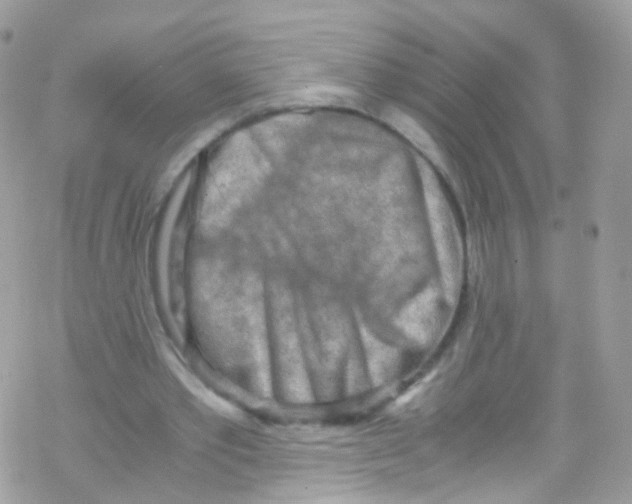 X0000069410389200606091812