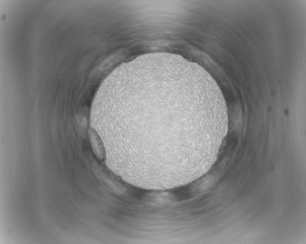 X0000069410427200606091811