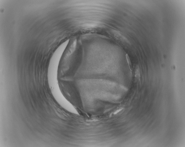 X0000069410868200606091804
