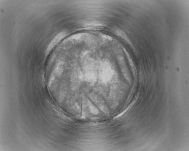 X0000069411362200606091756