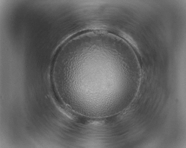 X0000069790155200605191047