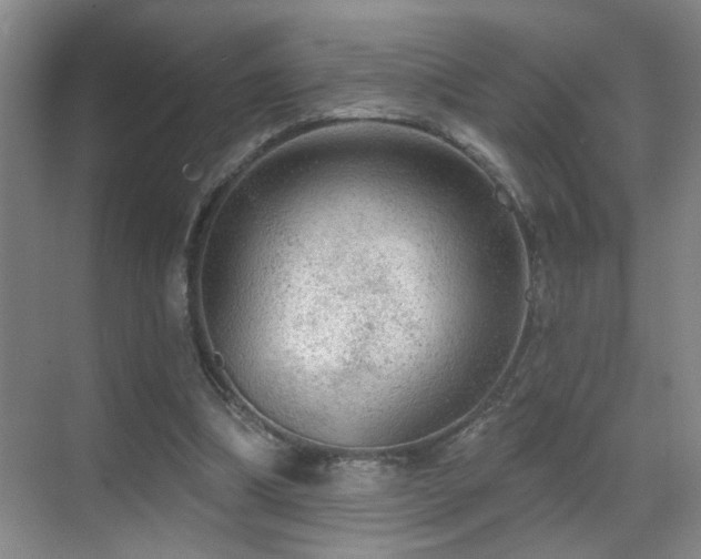 X0000069790298200605191045