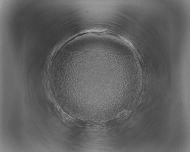 X0000069790337200605191044