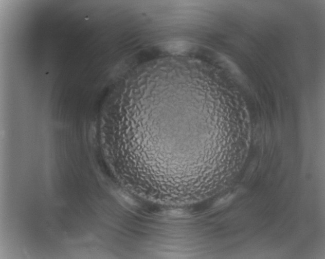 X0000069790365200605191044