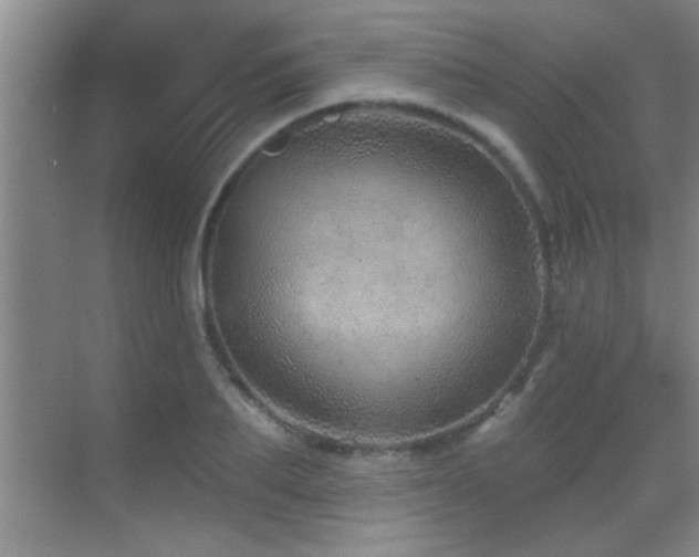 X0000069790887200605191035