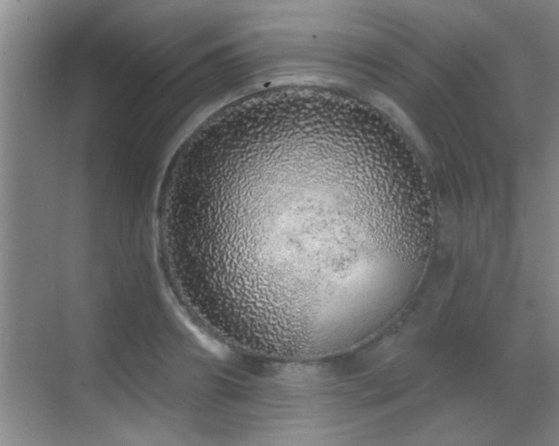 X0000069790890200605191035