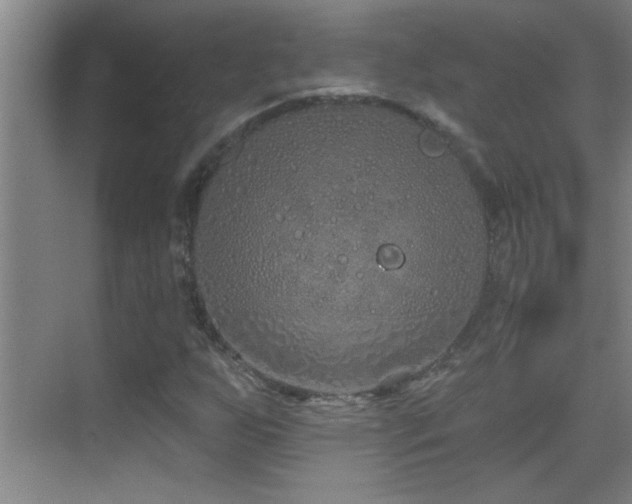 X0000069791255200605191029