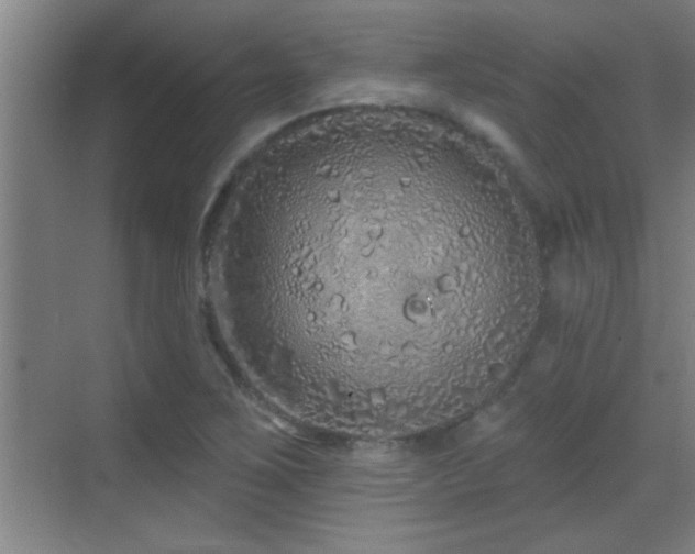 X0000069791267200605191029