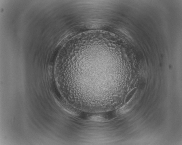 X0000069790171200605221123