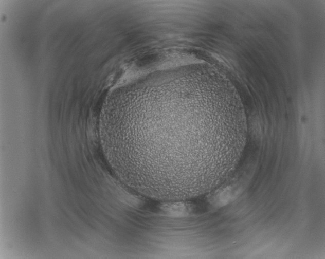 X0000069790181200605221124