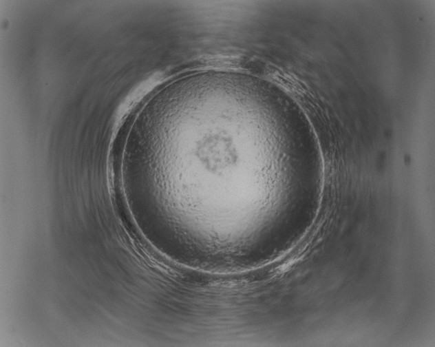 X0000069790294200605221121