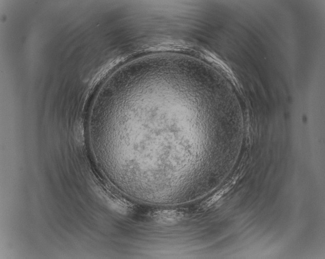 X0000069790298200605221121