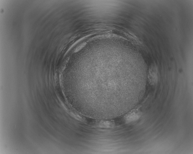 X0000069790330200605221121