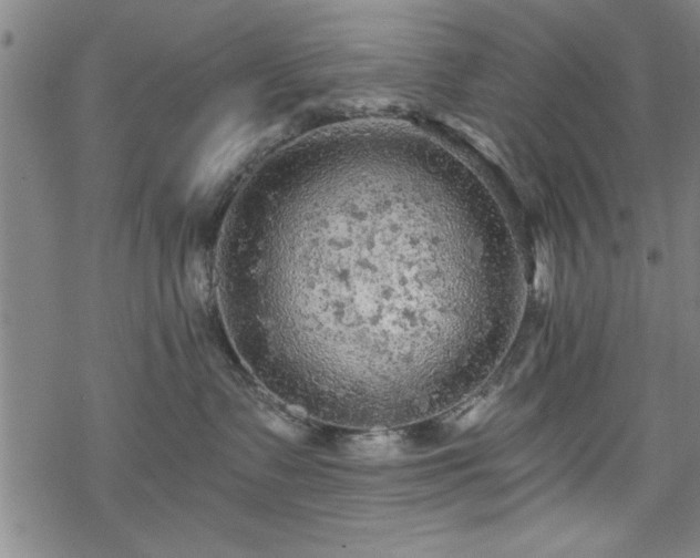 X0000069790335200605221121