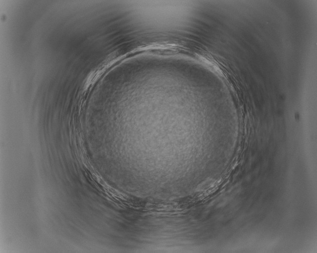 X0000069790337200605221120