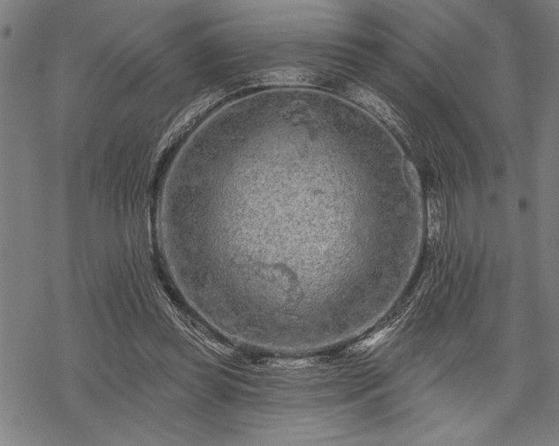 X0000069790349200605221120