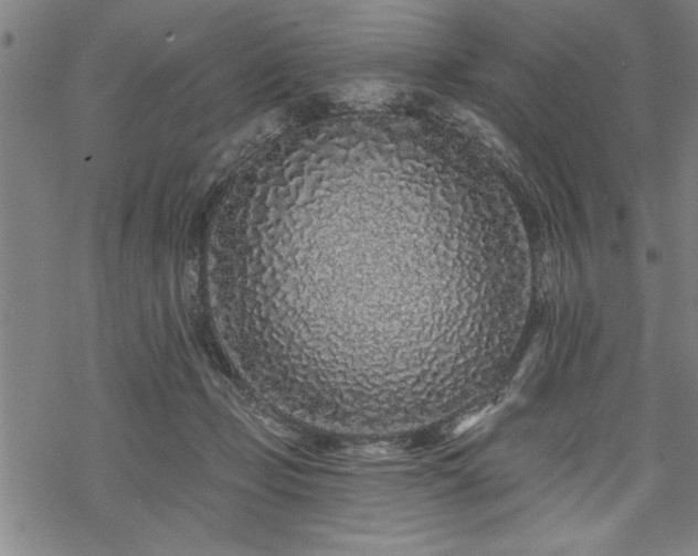 X0000069790365200605221120