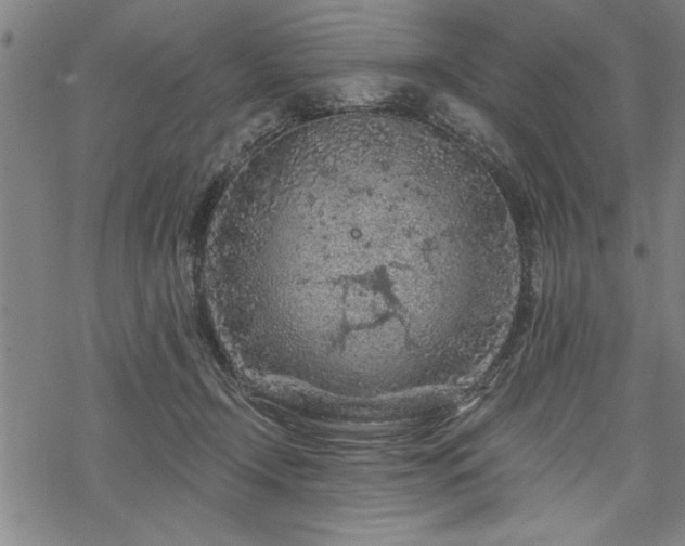 X0000069790366200605221120