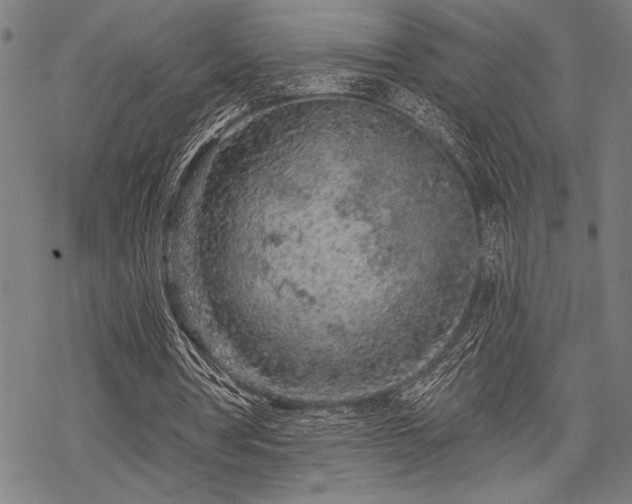 X0000069790386200605221120