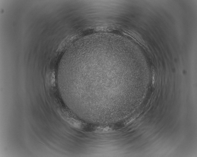 X0000069790502200605221118