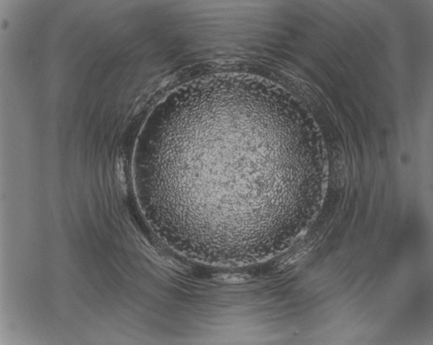 X0000069790654200605221116