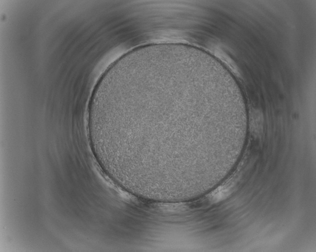 X0000069790856200605221113