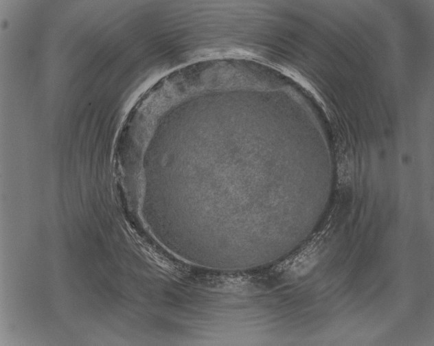 X0000069790975200605221110