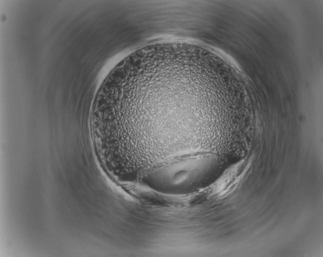 X0000069791247200605221107