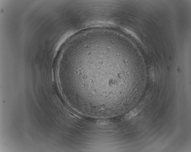 X0000069791267200605221106