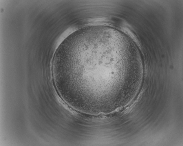 X0000069791386200605221104