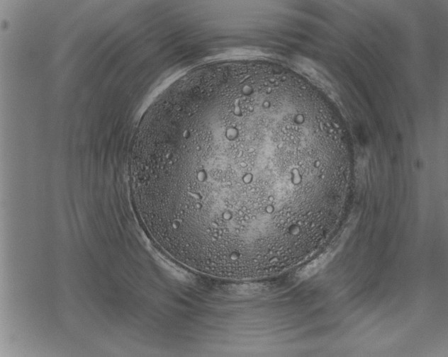 X0000069791425200605221103