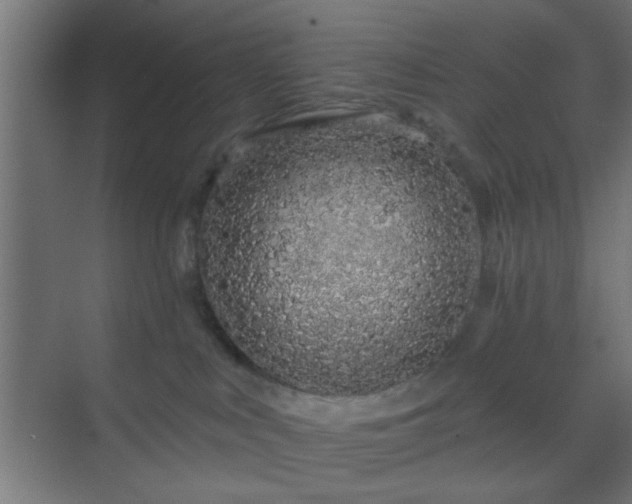 X0000069790043200605261708