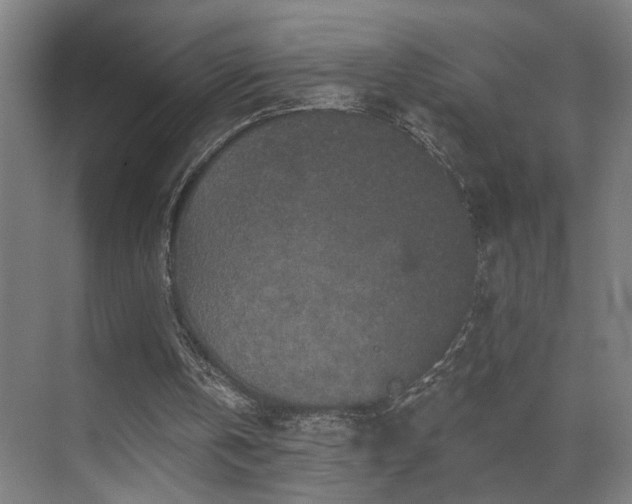 X0000069790146200605261705