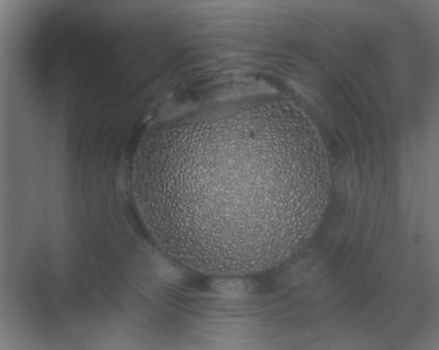 X0000069790181200605261706