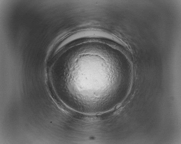 X0000069790245200605261704